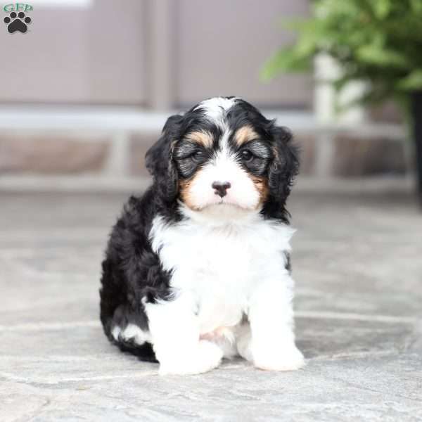 Shawn, Cavapoo Puppy